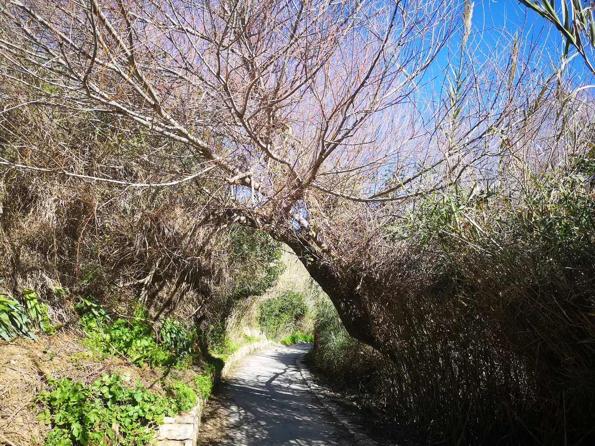 נופי ישראל · הר הגלבוע — פריחה, כביש נוף ותצפיות